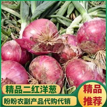 [二红洋葱批发]河南开封通许县洋葱 0.25元/斤【精品洋葱推荐 _ 一亩田